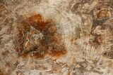 Polished Triassic Petrified Wood Table - Madagascar #352269-4